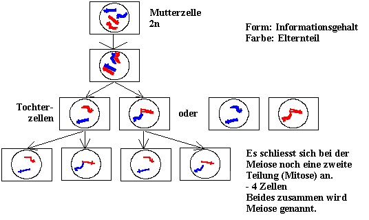 Meiose
